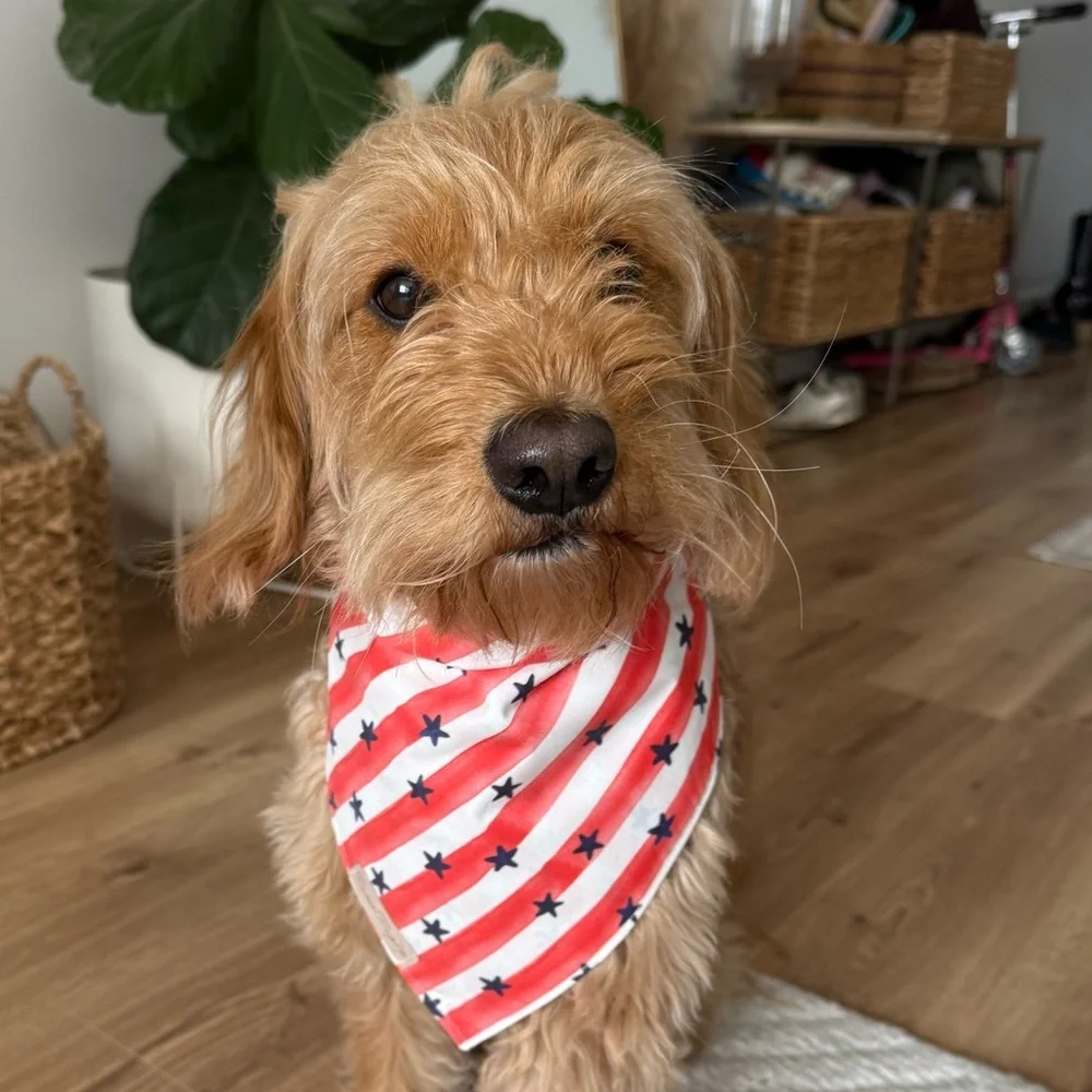 Red and White Striped Dog Bandana with Blue Stars
